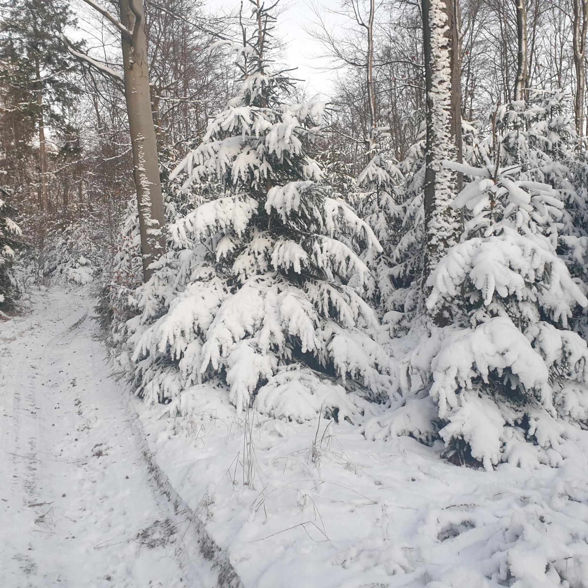Apartment Winter In Der Waldrand Mit Zwei Balkonen